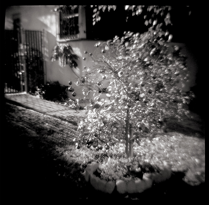 Fine Art Photographs made with a plastic toy Diana Camera.